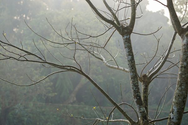 Tree without leaves in winter, Tree without leaf, A nature of winter trees without leaves after autumn season, Tree without leaf in winter,